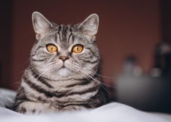 Catvertising: En iyi kedi reklamları