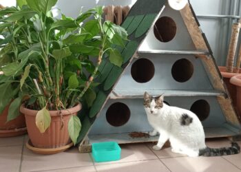 Enerjisa Üretim’den evcil dostlara sağlık ve mama desteği