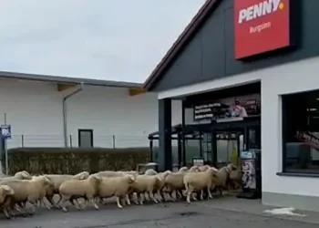 50 koyun, bir süpermarket ve başarılı gerçek zamanlı bir kampanya