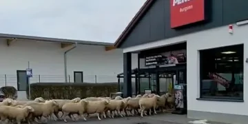 50 koyun, bir süpermarket ve başarılı gerçek zamanlı bir kampanya