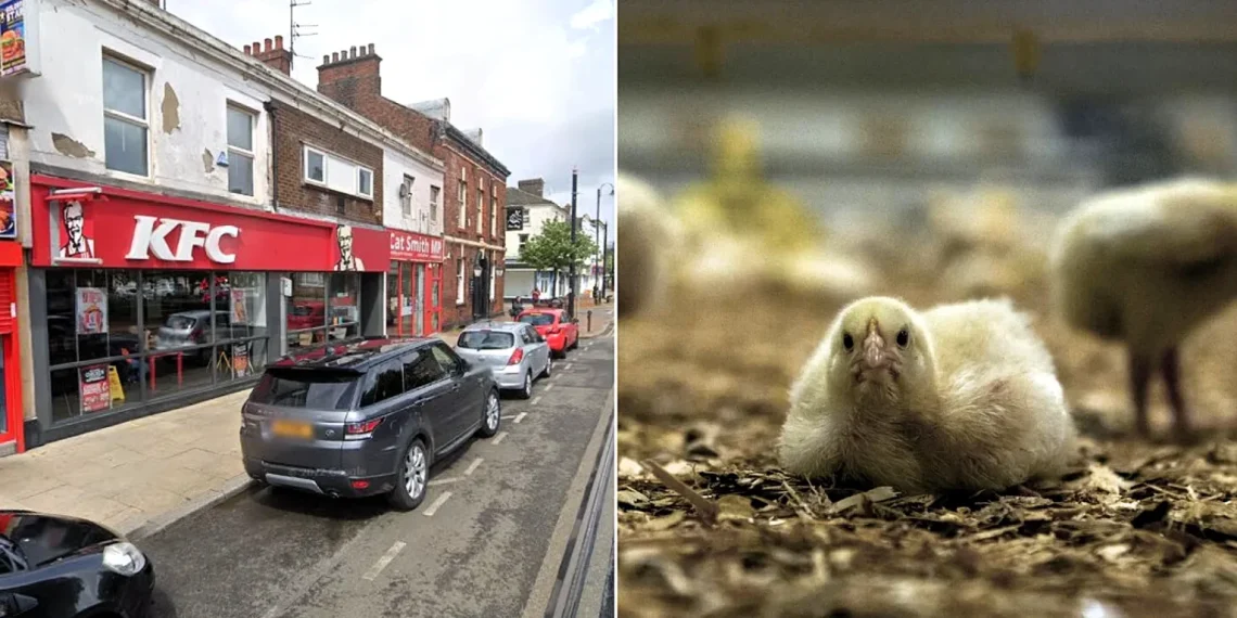 PETA eski KFC restoranlarını Tavuk Empati Müzesi’ne dönüştürüyor