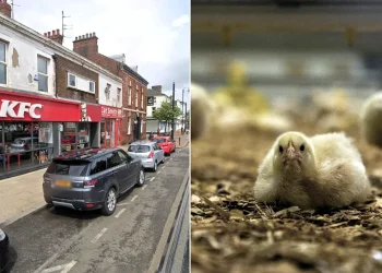 PETA eski KFC restoranlarını Tavuk Empati Müzesi’ne dönüştürüyor