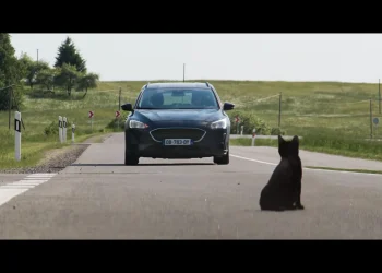 Bir kara kedi, bitmeyen kazalar ve ev sigortası